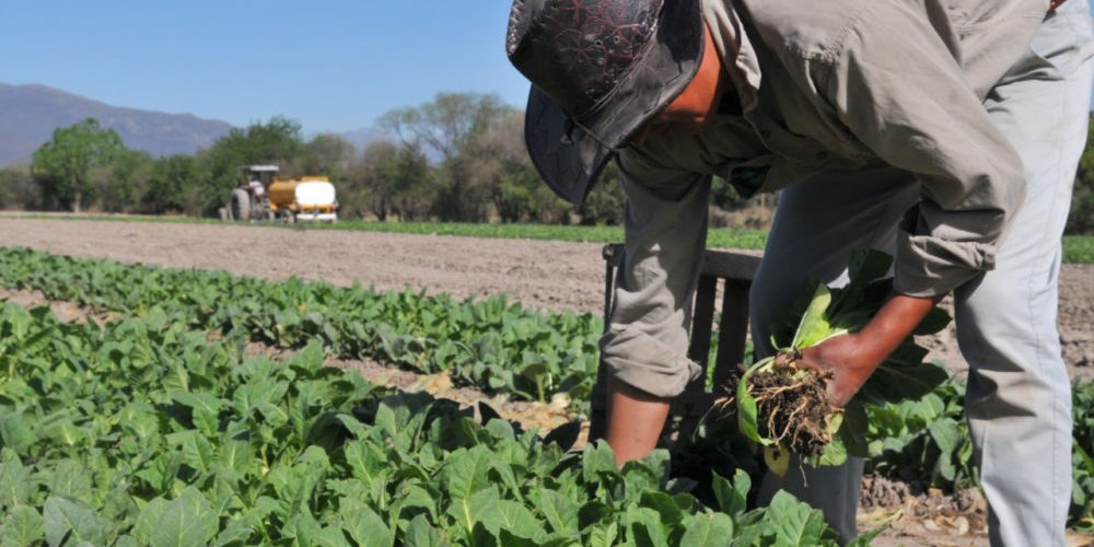 Informa la SAG: L 50 millones en bonos entrega gobierno a productores del norte