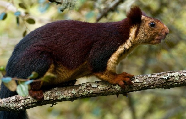 Ardilla da positivo por peste bubónica en Colorado Ardilla da positivo por peste bubónica en Colorado