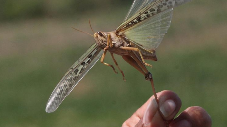 Titular de la SAG: «No hay presencia de langosta voladora en el cultivo de maíz»