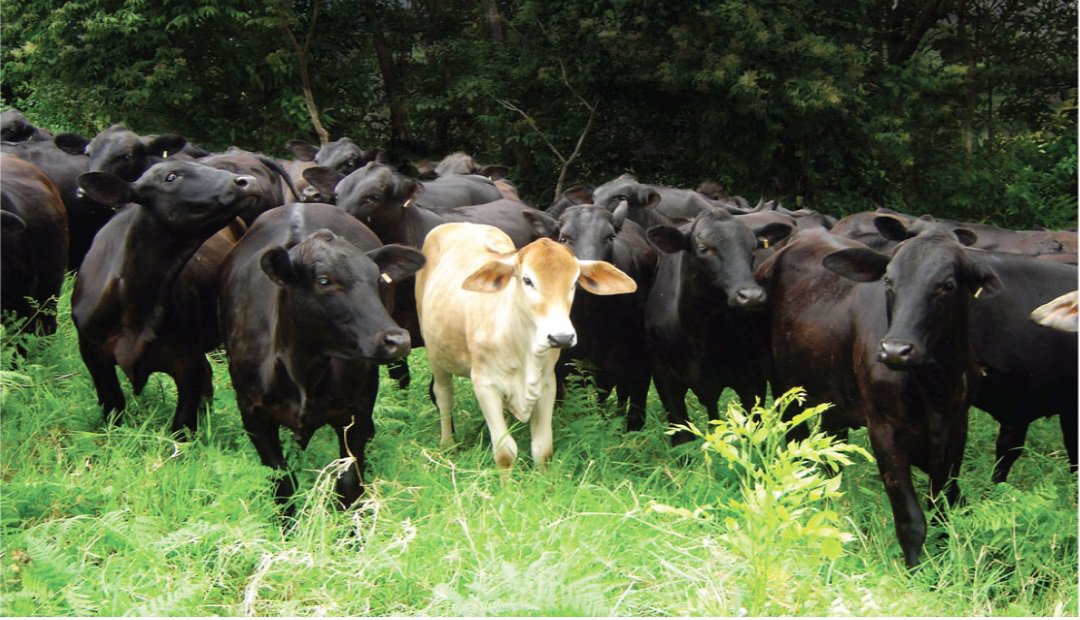 Presidente de AGAS: «Se producen 1.5 millones de cabezas de ganado en el país» Presidente de AGAS: «Se producen 1.5 millones de cabezas de ganado en el país»