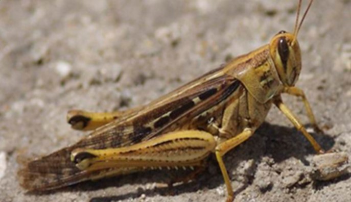 Autoridades de Senasa aseguran que estan listos para enfrentar la langosta voladora  
