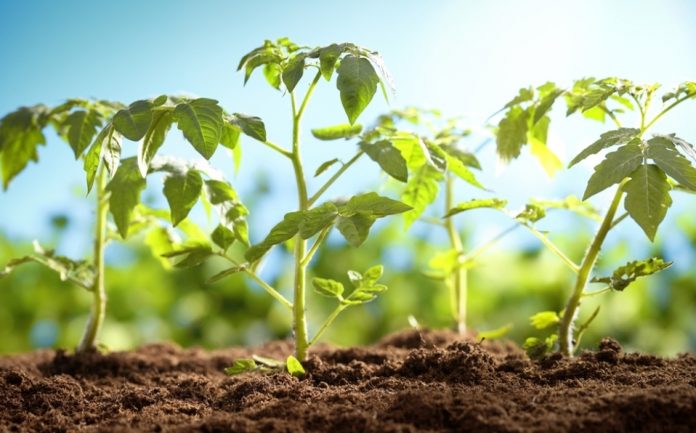 Científicos estudiarán la evolución genética de las plantas a través del arte