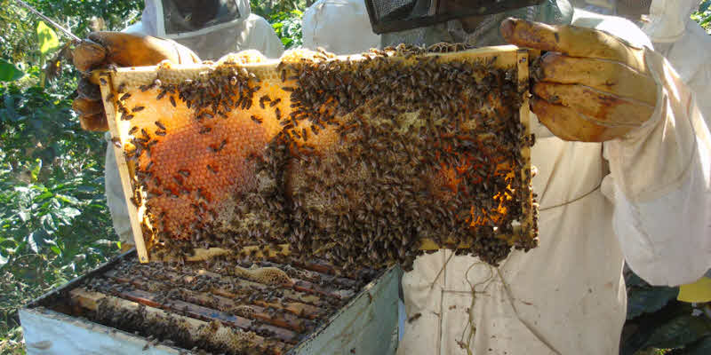 Asegura SAG: Pandemia aumenta producción y venta de miel Asegura SAG: Pandemia aumenta producción y venta de miel