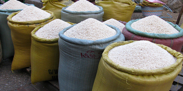 Presidente de los arroceros: «Proyecta cosechar 1.4 millones de quintales de arroz»