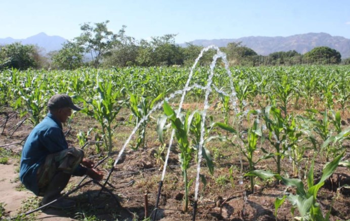 Capitán del Cid Flores: «L 23.7 millones recibe programa agrícola de FFAA» 