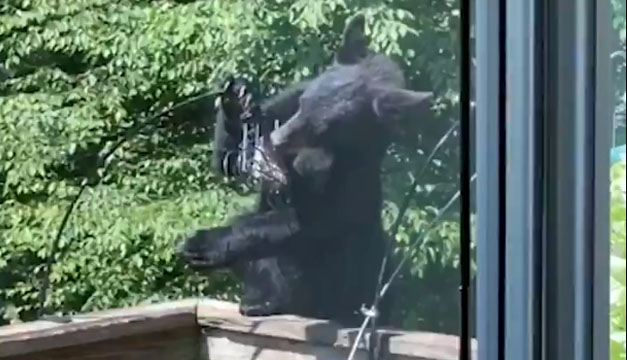 EEUU: Oso sorprende a familia y les roba la comida a sus pájaros EEUU: Oso sorprende a familia y les roba la comida a sus pájaros