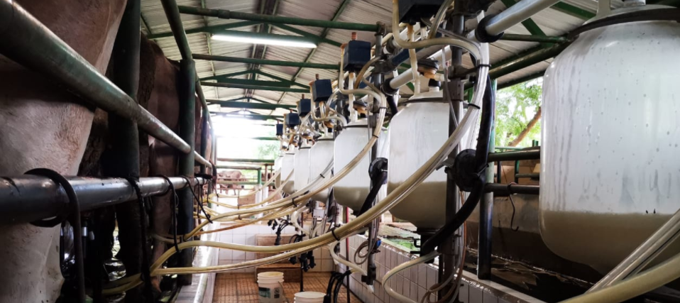 Certifica a 452 fincas ganaderas en «buenas prácticas de ordeño»