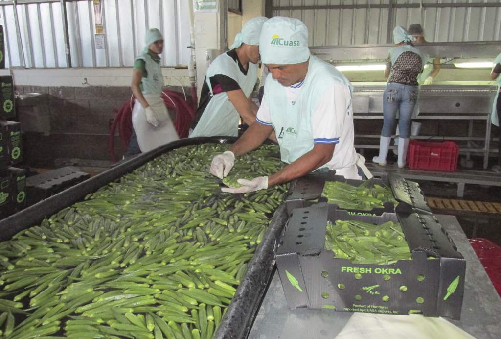 En zona sur: Producción de okra sube a 3,000 hectáreas En zona sur: Producción de okra sube a 3,000 hectáreas
