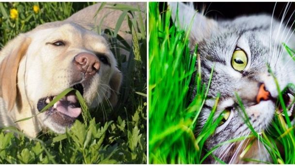 ¿Por qué los perros y los gatos comen pasto? ¿Por qué los perros y los gatos comen pasto?