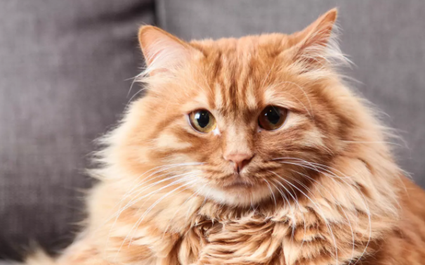 Medicamento para gatos puede combatir el Coronavirus en humanos, según científicos 