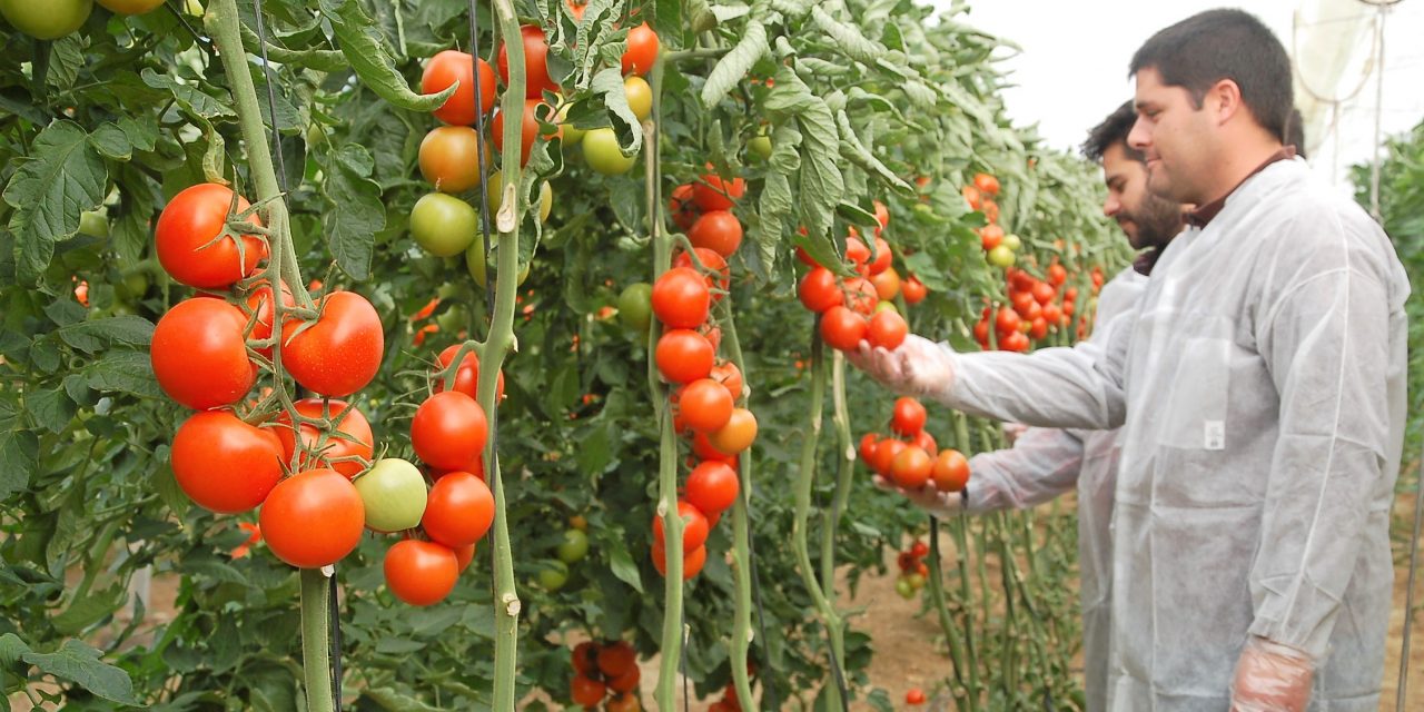 Productores siguen cosechando alimentos en medio de la pandemia gracias a Agrocrédito 8.7