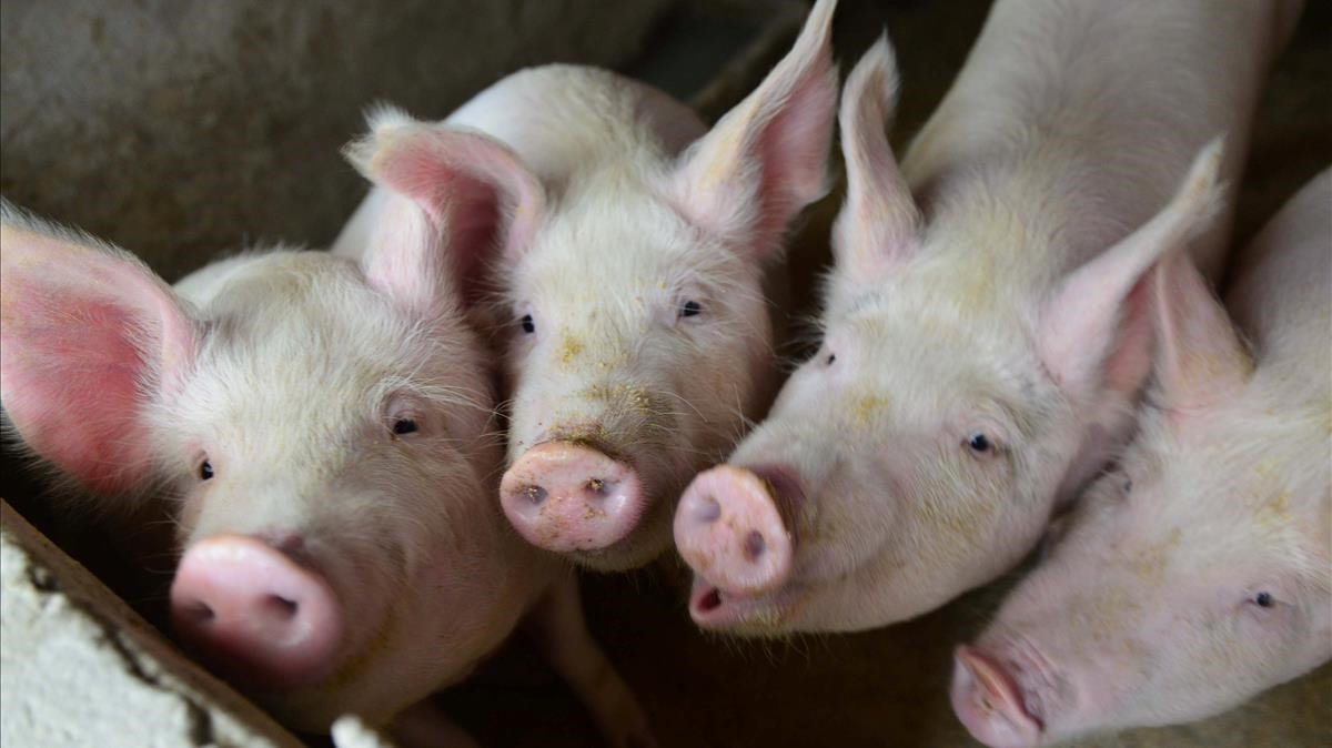 Presidente de Anapoh: «Confiamos en Dios que reapertura aumentará comercialización del cerdo»