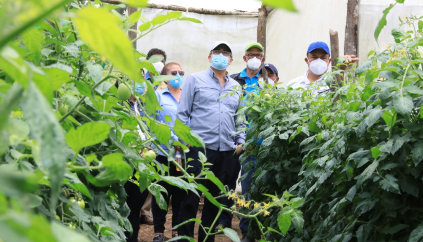 Presidente Hernández realizó una visita de campo a finca con agricultura protegida de Los Encinos, Intibucá