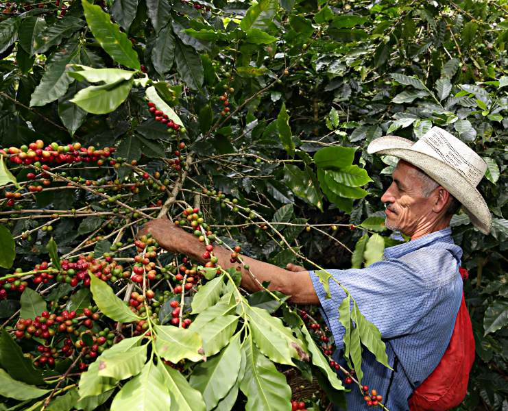 Unos 8.2 millones de quintales de café se proyecta obtener en la cosecha 2020-2021