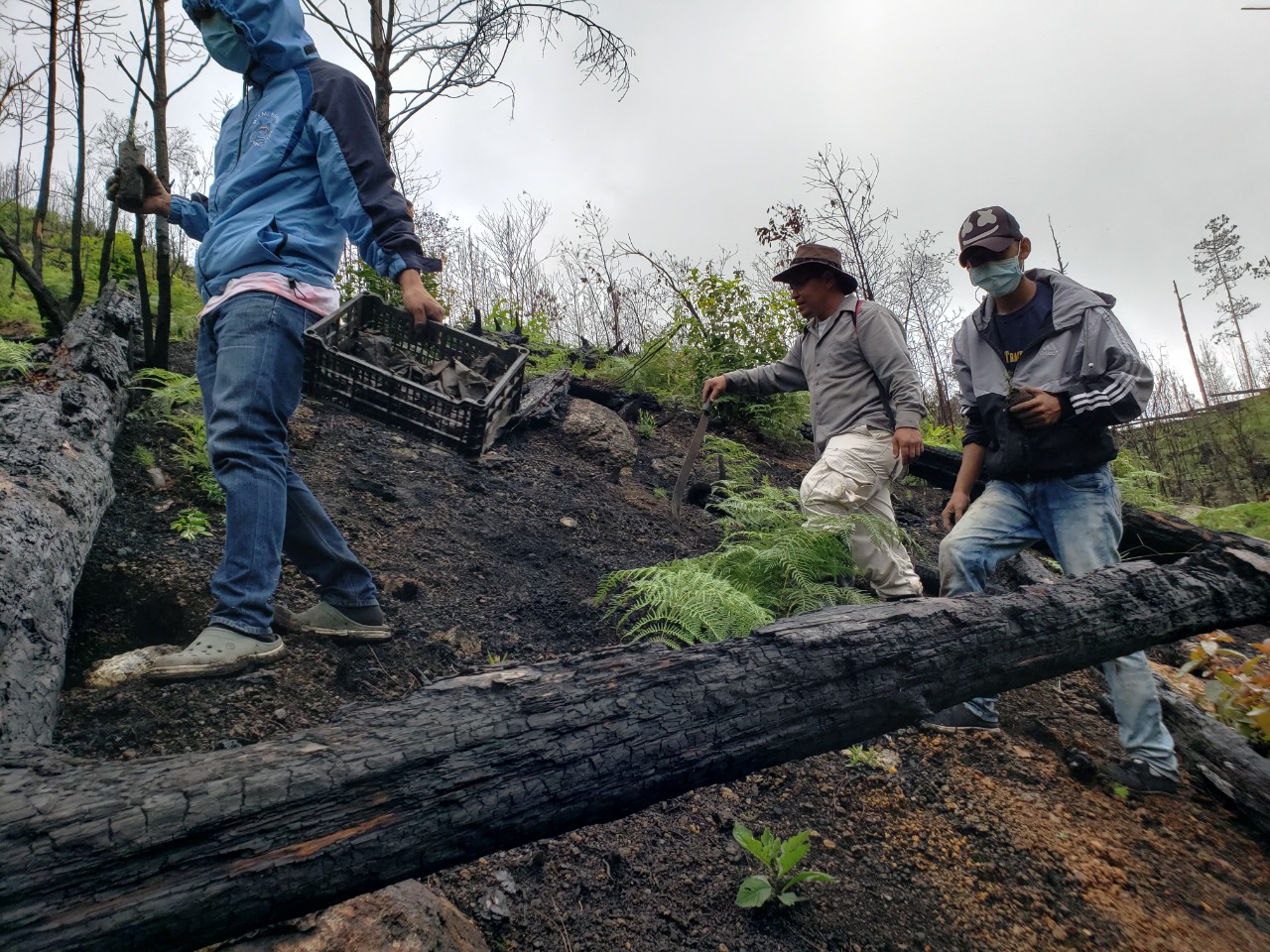 En medio de pandemia  llevan a cabo 20 Jornadas de Reforestación en el Parque Nacional La Tigra