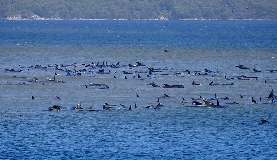 Mueren más de 500 ballenas “piloto” en Australia; el mayor varamiento masivo registrado Mueren más de 500 ballenas “piloto” en Australia; el mayor varamiento masivo registrado