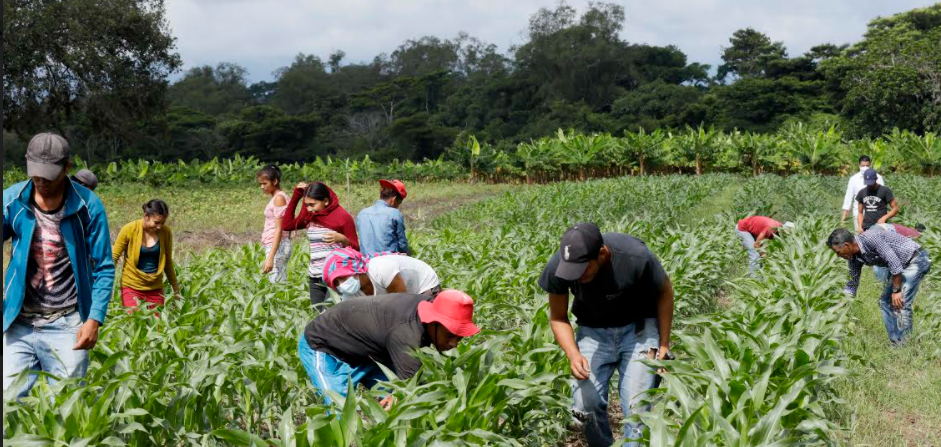 Campesinos agradecen financiamiento del Gobierno para seguir produciendo maíz, frijol y plátano