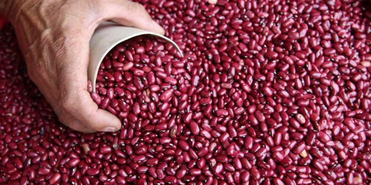 Honduras exportará pasta de frijol a Miami, EEUU en medio de la Pandemia