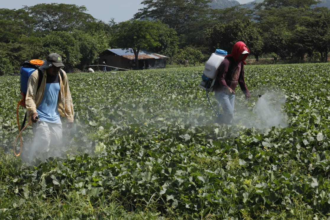 Proyecto ejecutado a través de Invest-H: Aumenta producción de frutas, maíz y frijol en Namasigüe con Alianza para el Corredor Seco