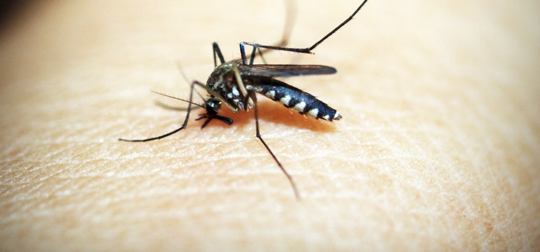 Bajan 74,576 casos de dengue este año, informa la Secretaría de Salud Bajan 74,576 casos de dengue este año, informa la Secretaría de Salud