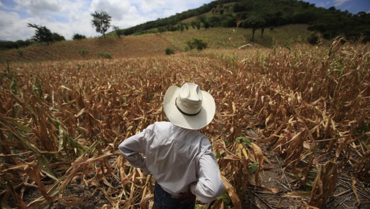 Presidente Hernández verifica avances de reactivación productiva en Corredor Seco