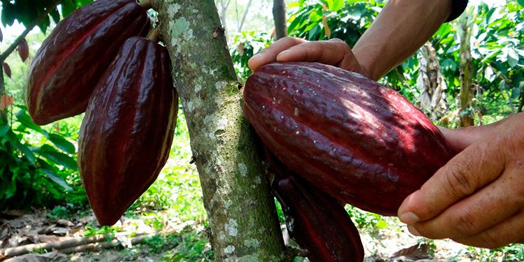 SAG: El país producirá 1,300 toneladas de cacao a final de año