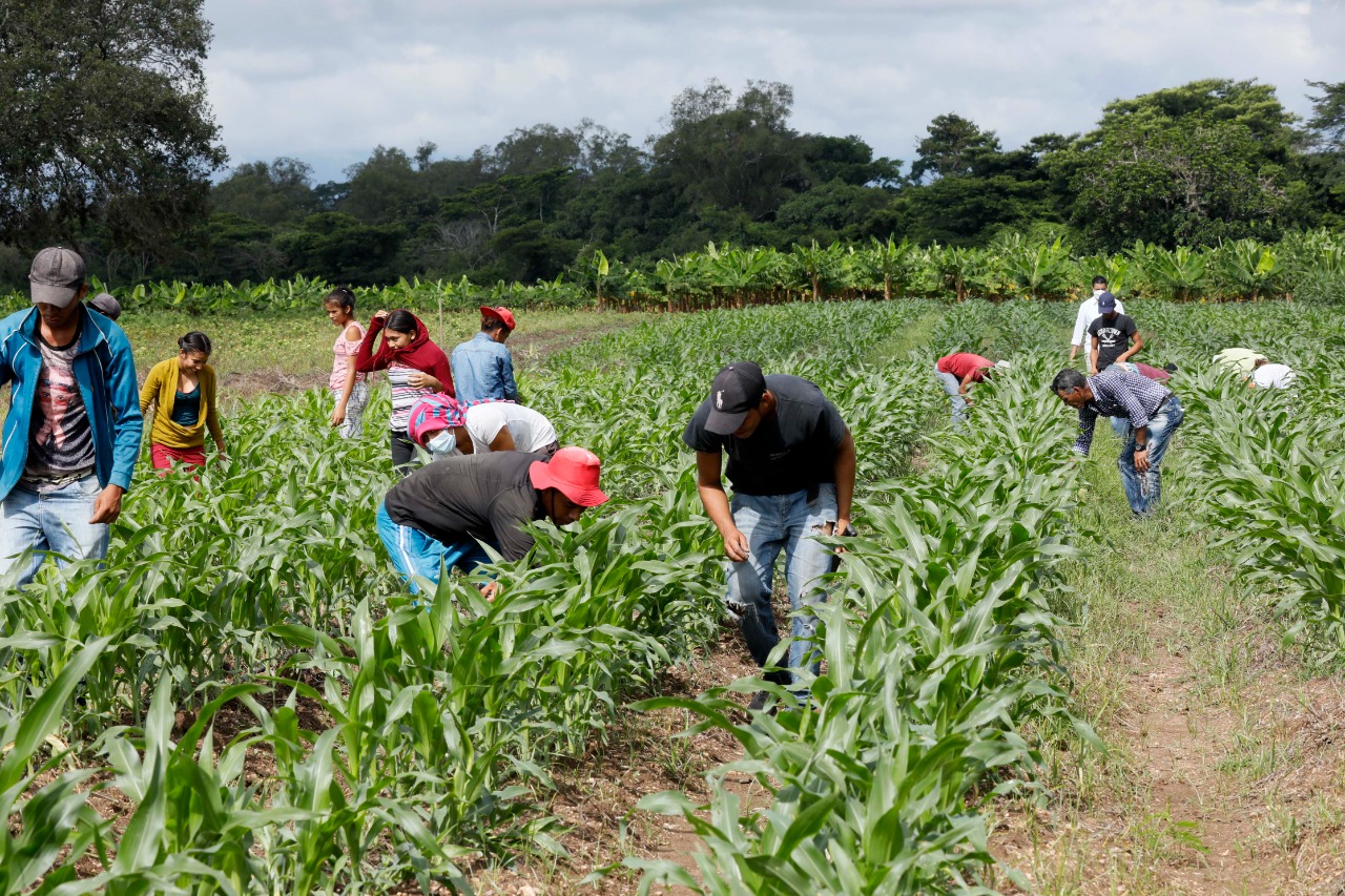 Gobierno otorgó  10.5 millones de lempiras a productores agrícolas de Talanga