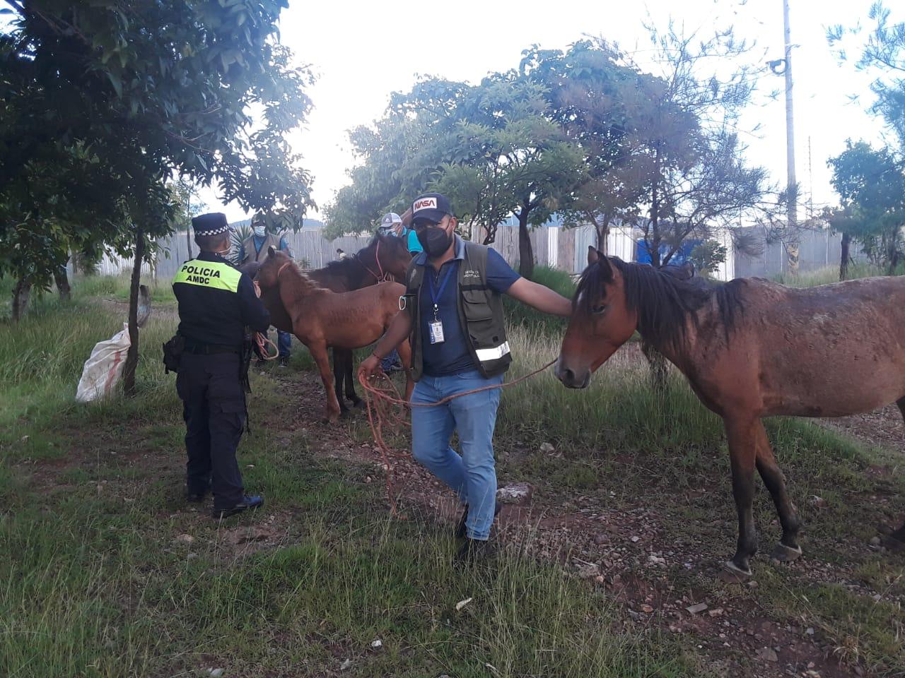 Retienen a varios caballos por vagancia en la capital