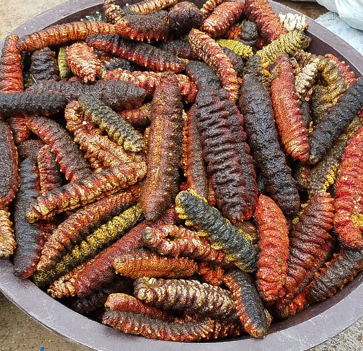 Aprueban licencias para pescar pepino de mar