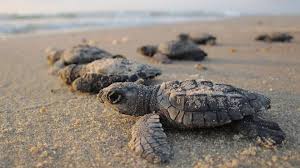 Unas  90,000 tortugas golfinas  serán liberadas este año en el sur