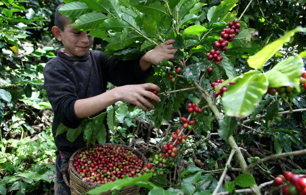 $984 millones en divisas generará exportación de café   