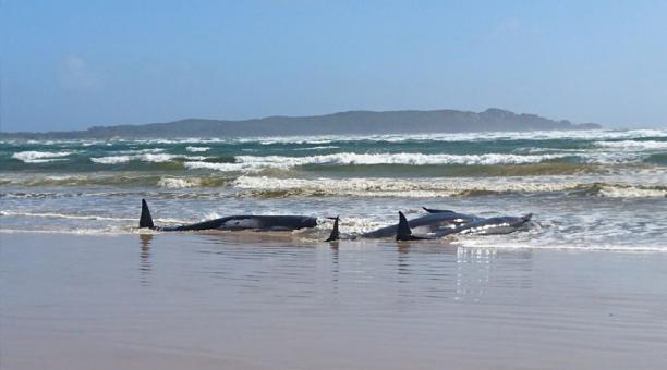 Cientos de ballenas están varadas en el sur de Australia Cientos de ballenas están varadas en el sur de Australia