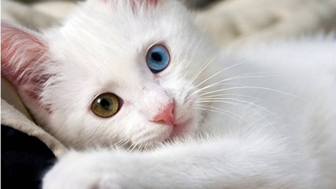 Estas son las curiosidades sobre el gato Angora