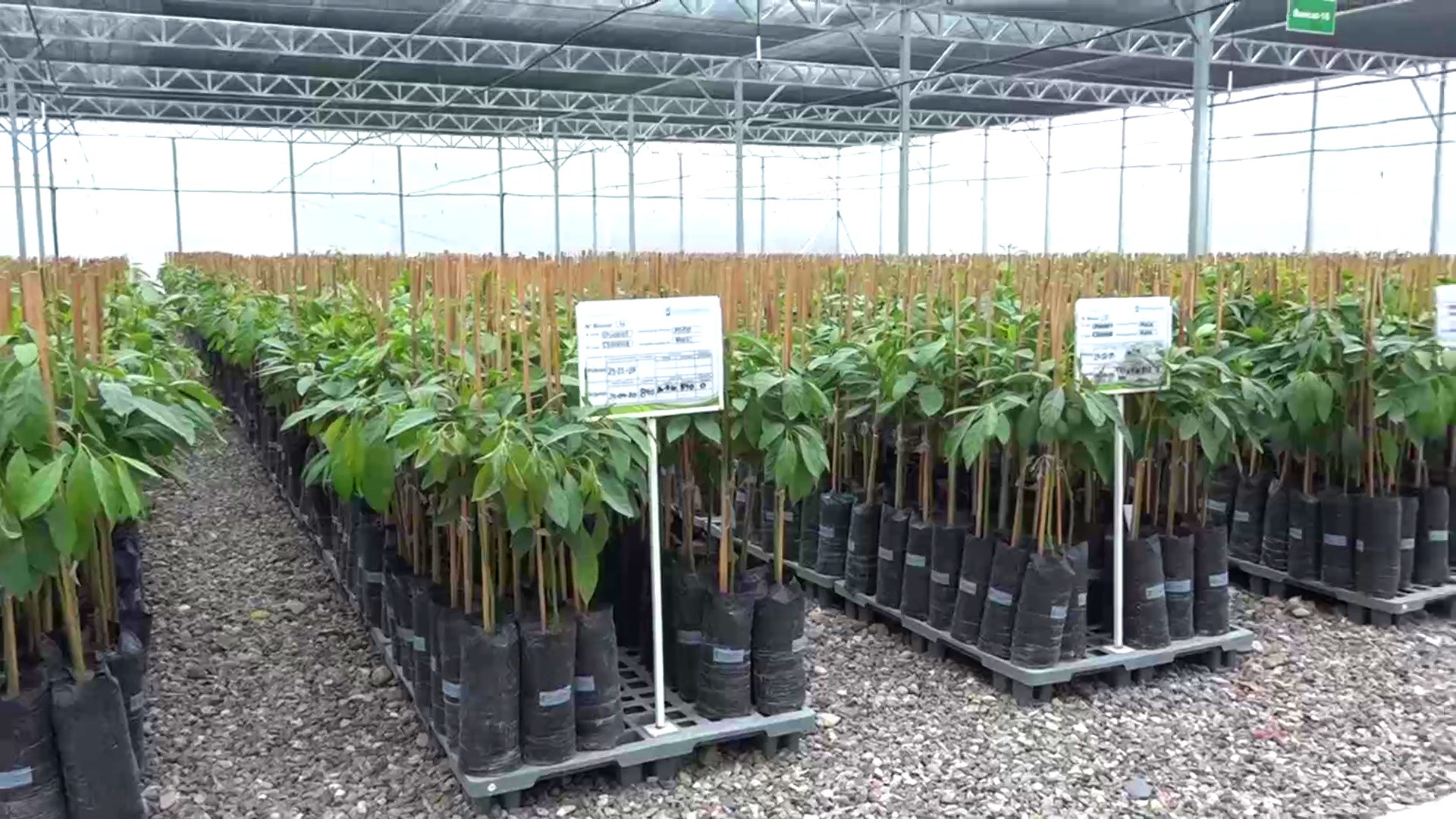 La producción de aguacate se expande a 14 departamentos