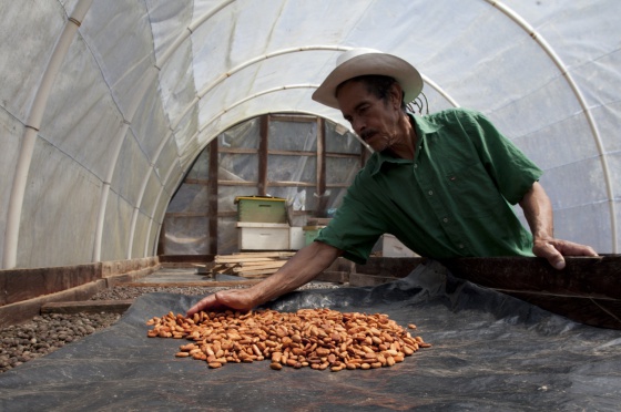 Honduras Exportará 1,700 toneladas de cacao  valoradas en 147 millones de lempiras