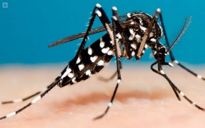 Honduras: Dengue pone en alerta a siete departamentos    