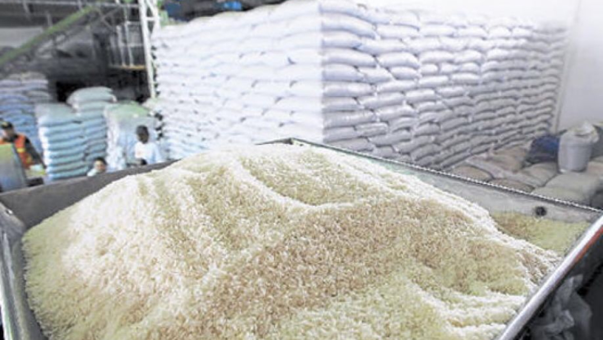 En Colón:   Producirán 700,000 quintales de arroz en cosecha de primera  