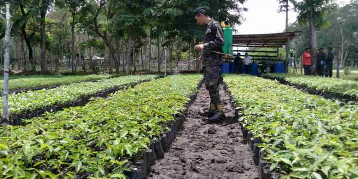 Presidente de Anach: “Damos un espaldarazo” al Programa Agrícola de las FFAA Presidente de Anach: “Damos un espaldarazo” al Programa Agrícola de las FFAA