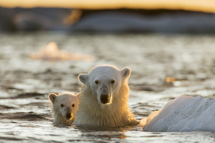 Los osos polares se encuentran en peligro de extinción Los osos polares se encuentran en peligro de extinción