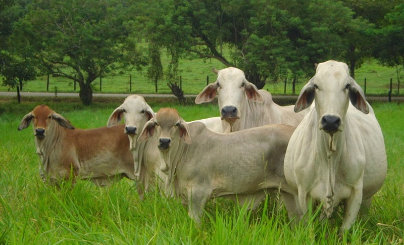 Se registra el contagió de 20 personas con rabia bovina