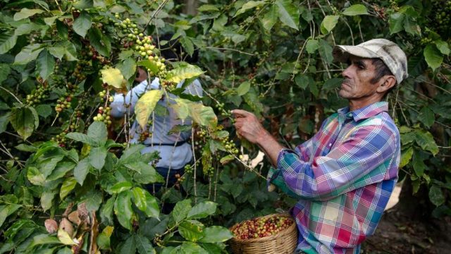 Dirigente cafetalero:   «En vez de darnos un kits médico, el Gobierno debe de equipar los centros de salud»