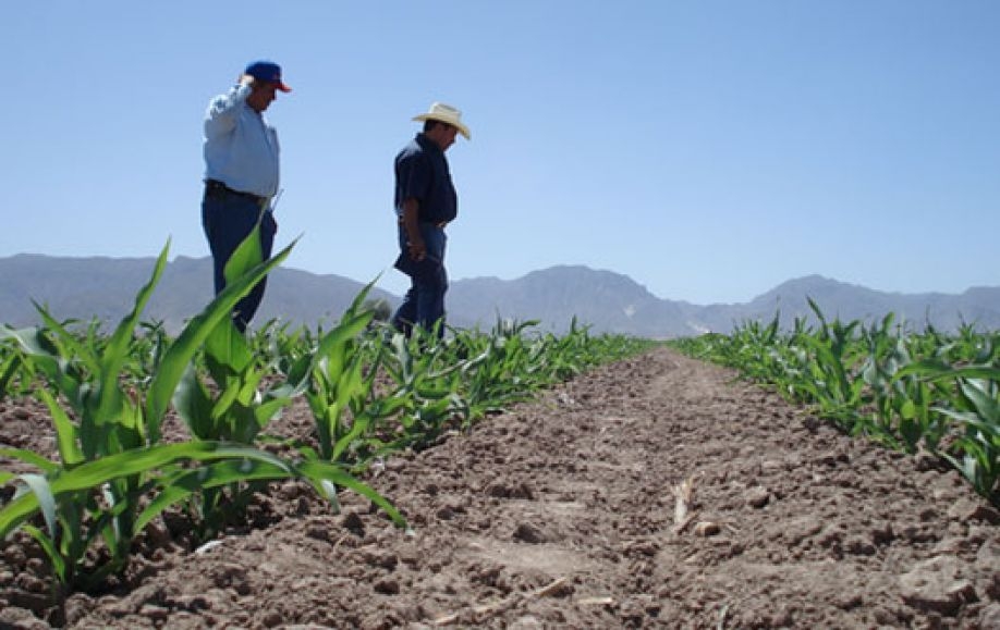 «Este es el mejor invierno que hemos tenido», señala productor sureño