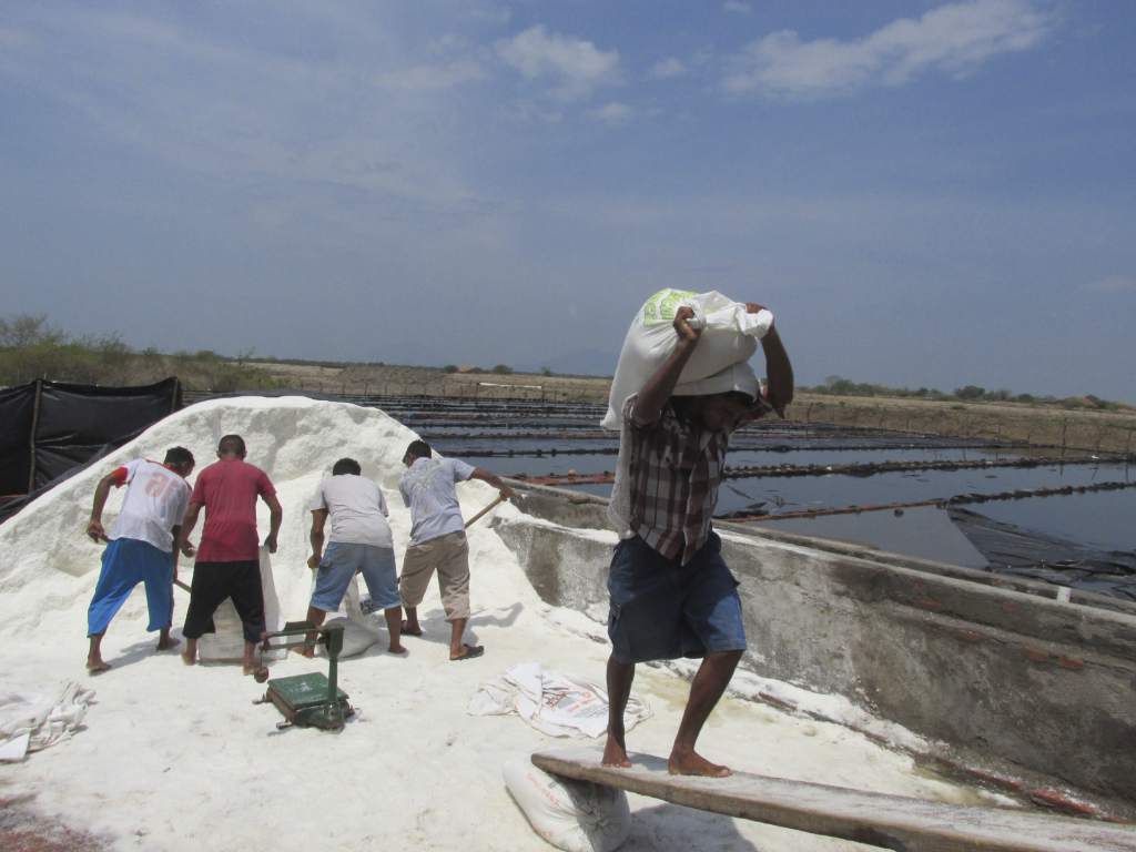 ANAPROSAL: Estiman producción de 1.3 millones de quintales de sal para este año ANAPROSAL: Estiman producción de 1.3 millones de quintales de sal para este año