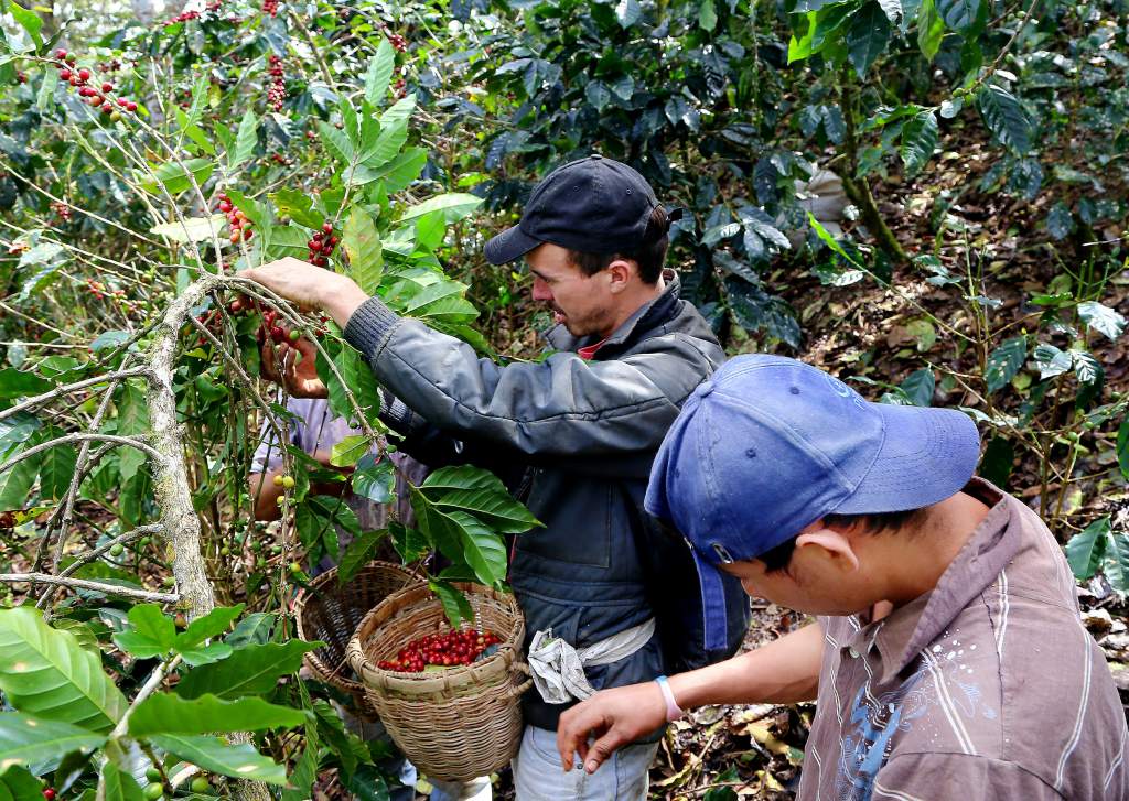 Dirigente cafetalero:  «Ya hay acercamientos con los gobiernos para que centroamericanos lleguen a Honduras a la corta de café»