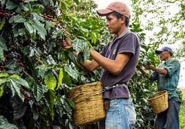 8.2 millones de quintales producirá cosecha de café 2020-2021 8.2 millones de quintales producirá cosecha de café 2020-2021