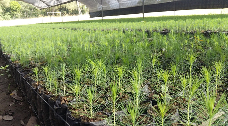 Más de 12 millones de plantas se conservan en 130 viveros según viceministro de ICF