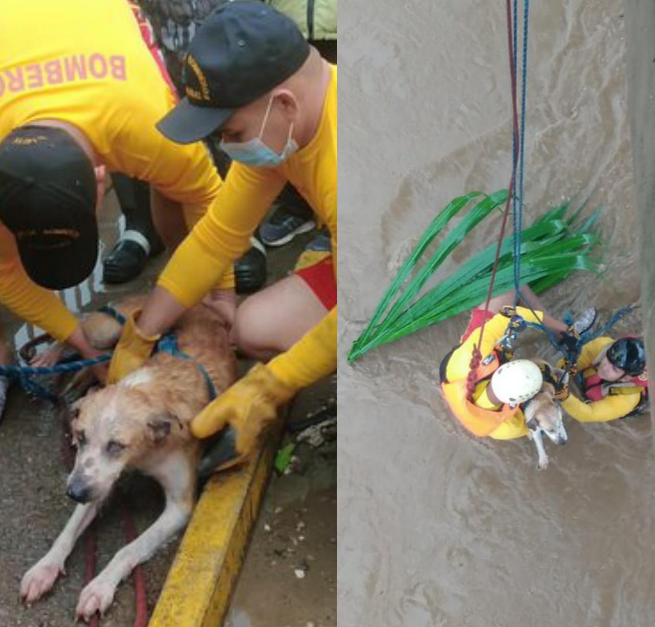 ¡Héroes sin capa! Bomberos rescatan a un perro que era arrastrado por la corriente del Río Aguán ¡Héroes sin capa! Bomberos rescatan a un perro que era arrastrado por la corriente del Río Aguán