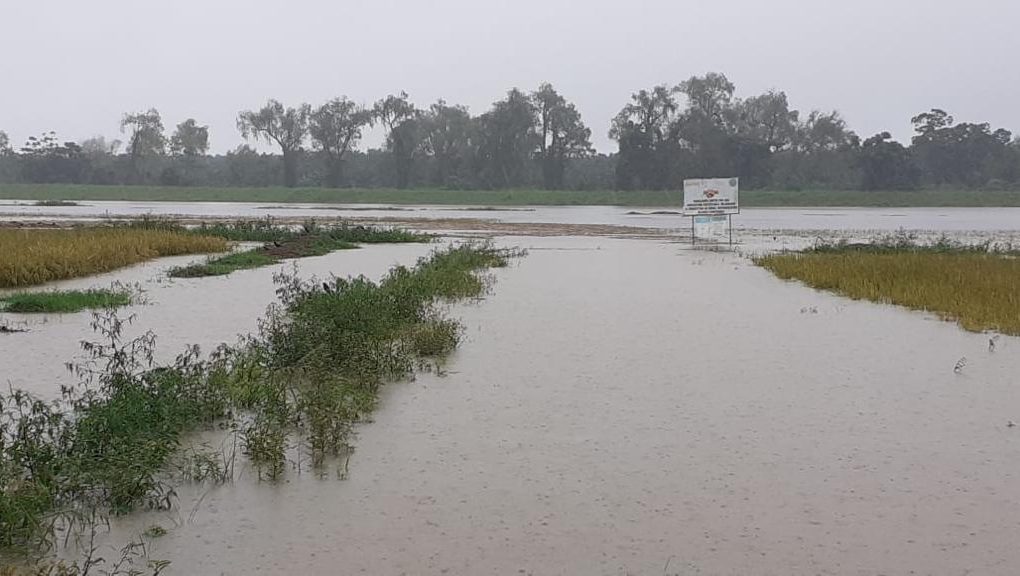 Tormenta Tropical Eta afecta la producción de cultivos en Honduras