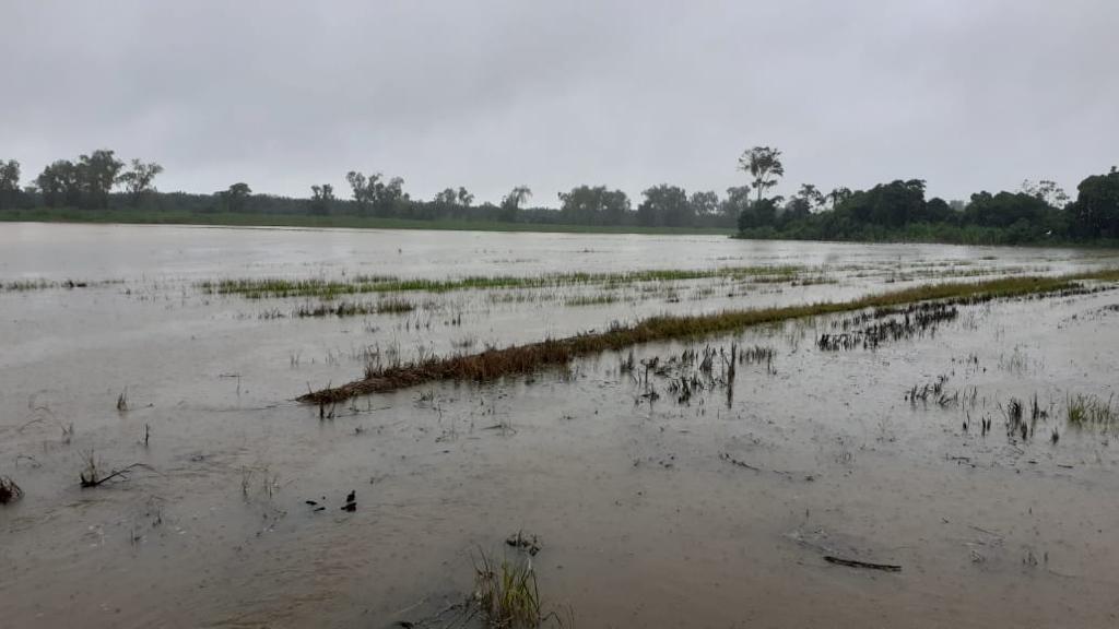 4,200 manzanas de arroz están afectadas por la depresión tropical Eta 4,200 manzanas de arroz están afectadas por la depresión tropical Eta