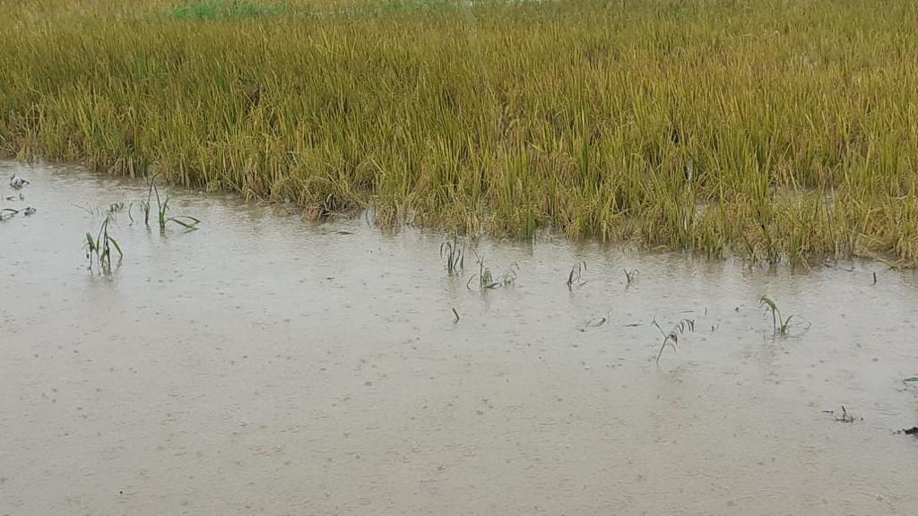 «Eta» destruye 10,680 manzanas de granos básicos y deja pérdidas millonarias al sector «Eta» destruye 10,680 manzanas de granos básicos y deja pérdidas millonarias al sector